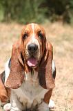 BASSET HOUND 180